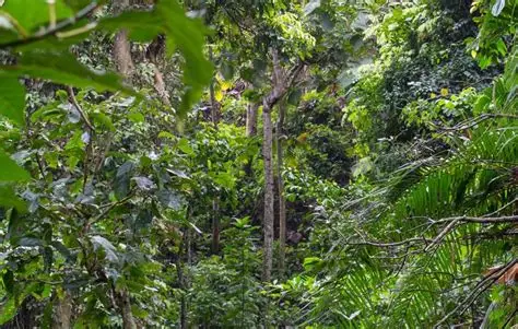 Forêt Sacrée de Gbépleu
