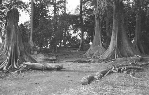 Bois Sacré de Sénoufo
