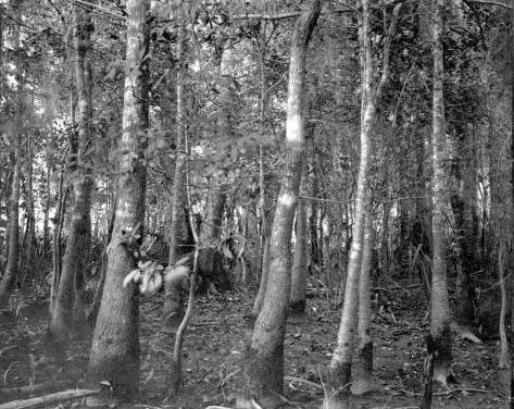 Bois Sacré de Sénoufo