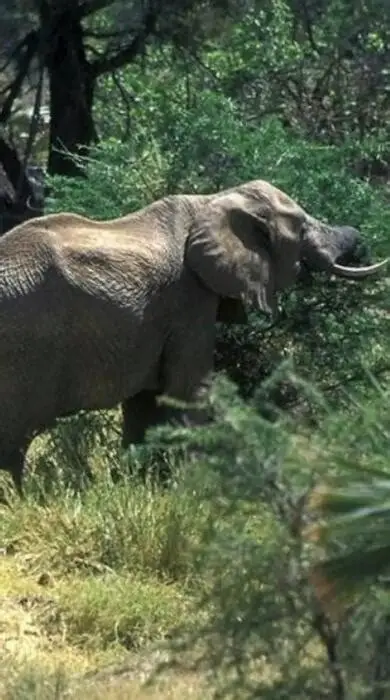 Parc National de la Comoé