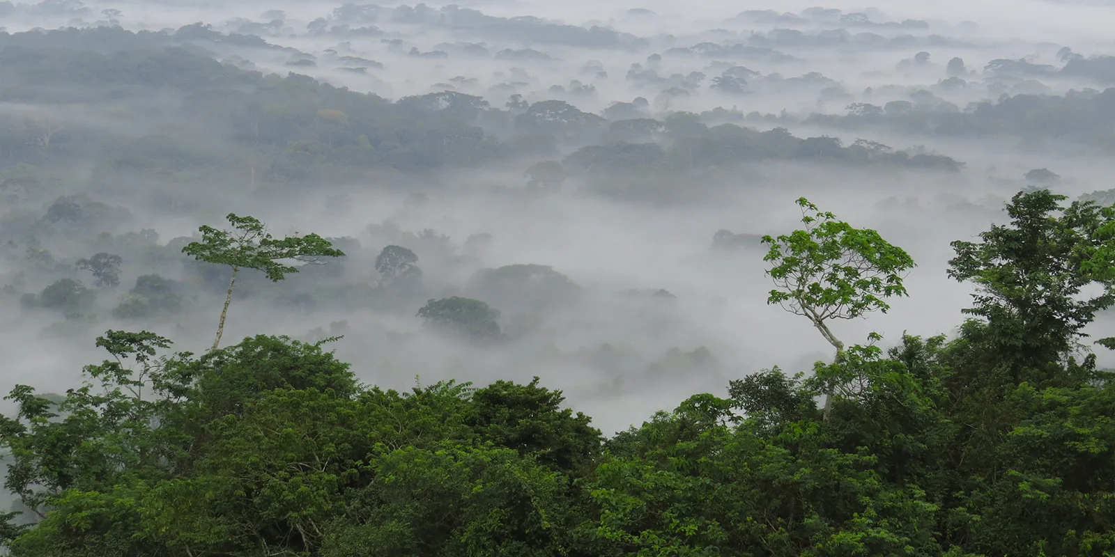 Parc National de Taï