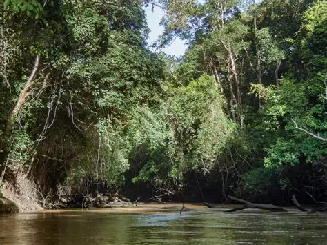 Parc National de Taï